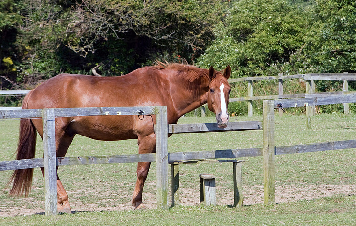 horse, chestnut horse, chestnut, equine, animal, beautiful, photo