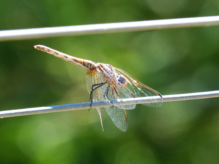 Dragonfly, kabel, draad, transparante vleugels