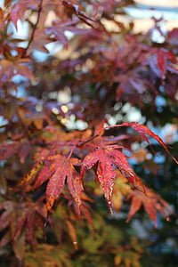 podzim, Javor, červená, listy, se objeví, barevný podzim, list