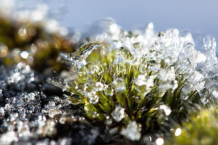rimfrost, Moss, vinter, sne, kolde, overgangen, efterår