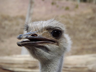 ostrich, ave, face, look, pose, eyes, animals