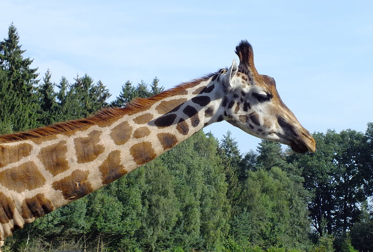 giraffe, zoo, spotted, neck, wildlife park