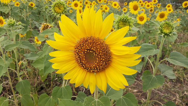 bunga, kuning, bunga matahari