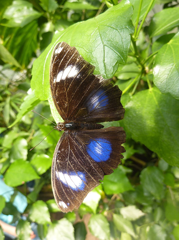 papallona, punts blaus, insecte, blau, papallona tropical, natura, papallona - insecte
