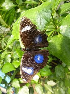 butterfly, blue points, insect, blue, tropical butterfly, nature, butterfly - Insect