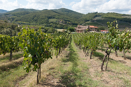 viticulture, vignoble, vigne, pente, nature, automne, paysage