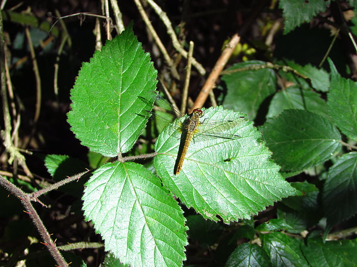 serangga, Dragonfly gadis, daun, dedaunan, satwa liar, capung, bug