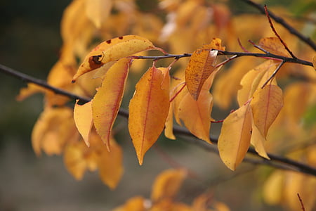 musim gugur, daun, ben10 emas, Golden Oktober