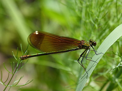 calopteryx haemorrhoidalis, Dragonfly, vinger, detaljer, skønhed, sort dragonfly, iriserende