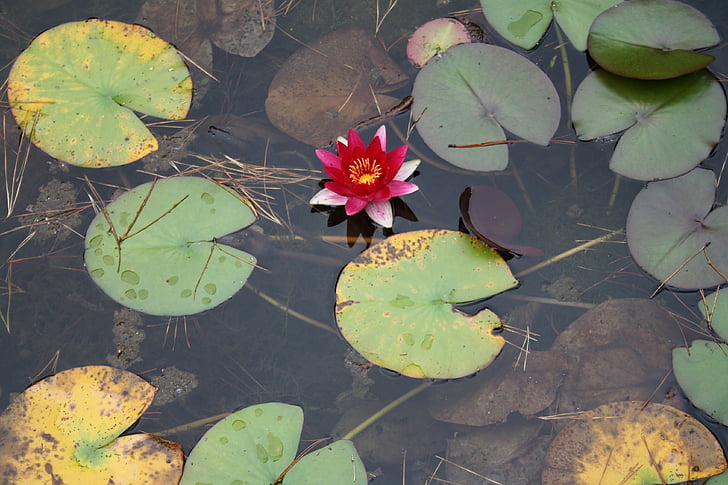 Lekno, Lotus, vodné rastliny, kvet, kvet, rybník, kvet