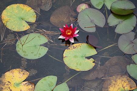 näckros, Lotus, vattenlevande växter, Blossom, Bloom, dammen, blomma