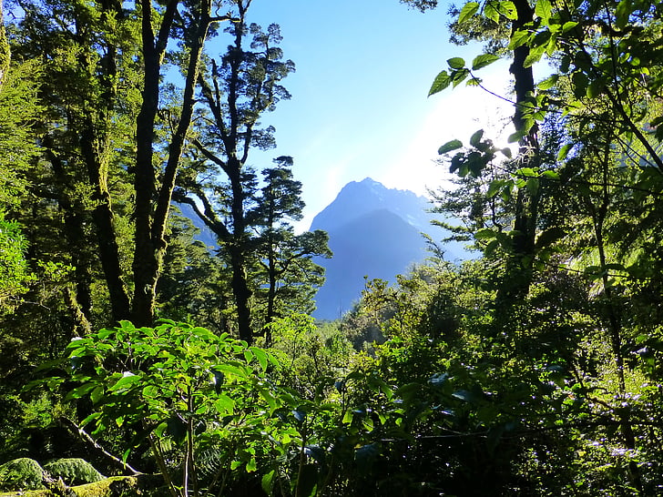 rozprávka, fantasy, Forest, Zelená, Príroda, Nový Zéland, Mountain