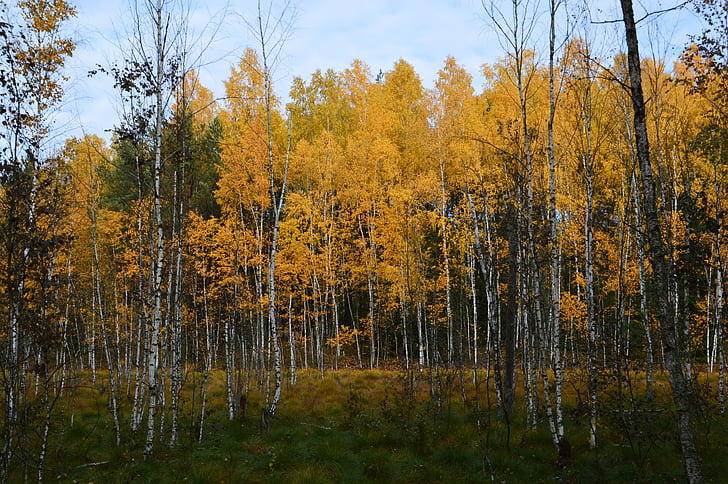 efterår, Birk, natur, skov, gul, træ, blad