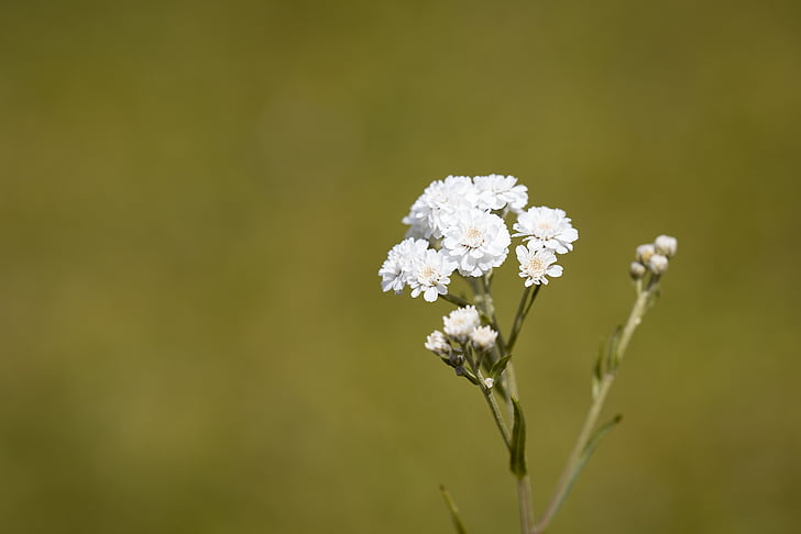 라 aconitifolius, eisenhut-crowfoot, 꽃, 꽃, 하얀, 흰색 꽃, 공장