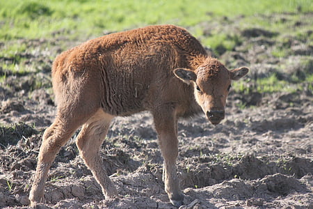 búfalo, búfalo joven, búfalo de bebé, becerro, jóvenes, marrón