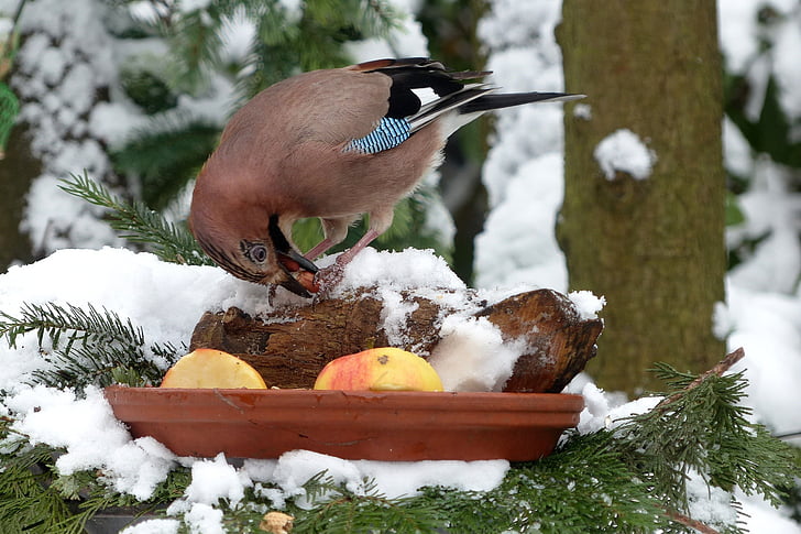 Vogel, Jay, Winter, auf Nahrungssuche, Garten, Schnee, Natur