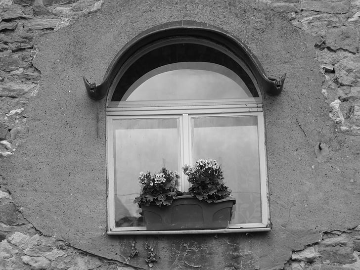 finestra, solitari, sol, blanc i negre, planta, vidre, reflexionar