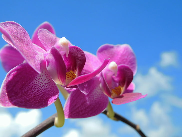 Orquídea, flor morada, planta, natural, tropical