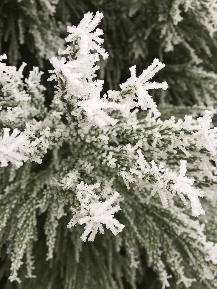 Frost, talvel, külm, nulg, külmutatud lehed, loodus, filiaalid