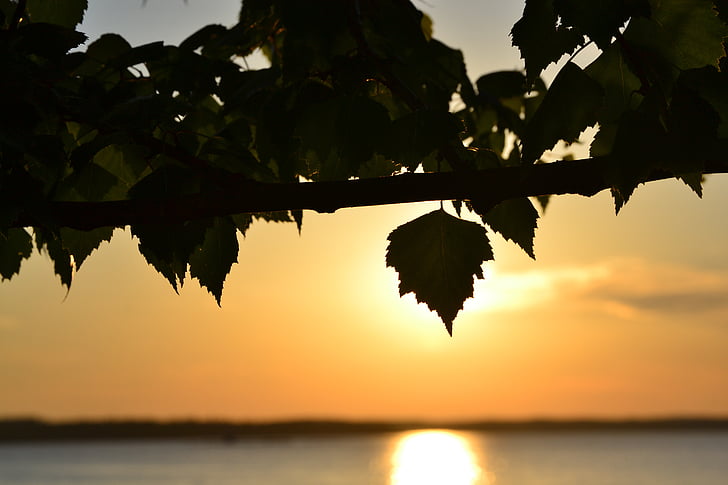 puesta de sol, Lago, árbol de hoja caduca, verano, Näsijärvi, Tampere