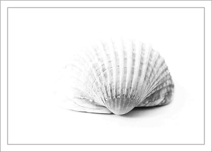 shell, close, sea animal, nature, animal, meeresbewohner, structures