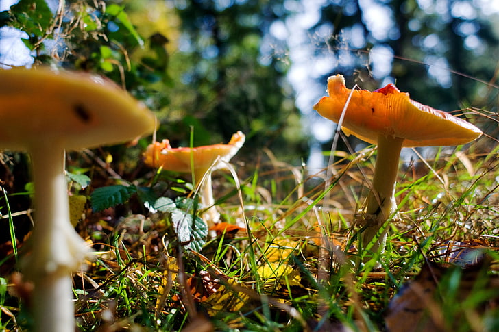mushrooms, forest, autumn, germany, lower saxony, nature