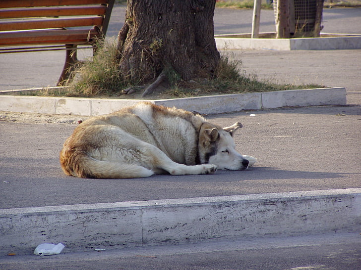 cão, sono, estrada, canino, animal, animal de estimação, besta