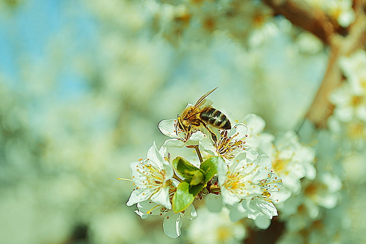doğa, çiçekler, yaban arısı, Şube, ağaç, Bahar, böcek
