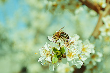 natuur, bloemen, Wasp, tak, boom, lente, insect
