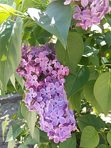 mùa xuân, Lilac, Hoa, Sân vườn, Thiên nhiên, lá, thực vật