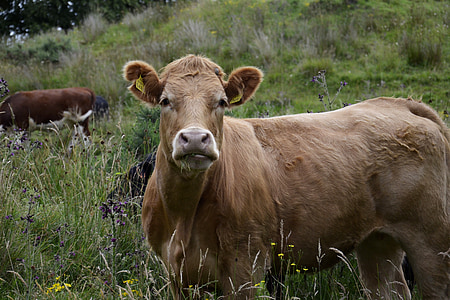 bull, view, pasture