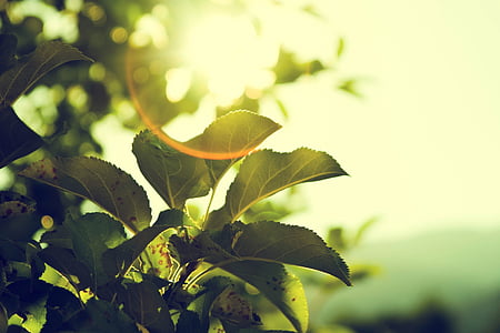 cây, mặt trời, Thiên nhiên, màu xanh lá cây, ánh sáng mặt trời, Sunny, ngoài trời
