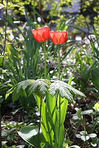 tulipes, vermell, primavera, flors, natura, jardí, flor