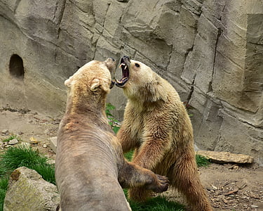 bear, predators, mammals, polar bear, bear enclosure, dangerous, fight