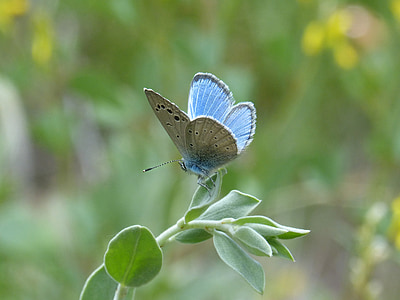 pseudophilotes panoptes, blue butterfly, butterfly, lepidopteran, blaveta of the farigola