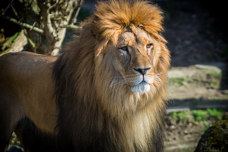 Leão, gato, jardim zoológico, macho, gato grande, África, um animal