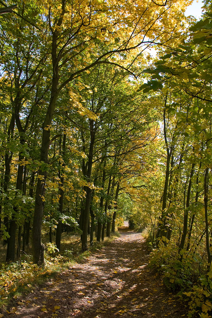 đường mòn trong rừng, đường dẫn, mùa thu, đường hầm, chi nhánh, ngày nắng, màu xanh lá cây