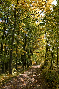Trail di hutan, jalan, musim gugur, terowongan, cabang, cerah, hijau