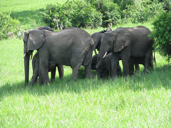 Elefanten, Tiere, Säugetiere, Tierwelt, Safari, Afrika, Zoo