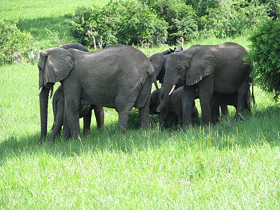sloni, zvířata, savci, volně žijící zvířata, Safari, Afrika, Zoo