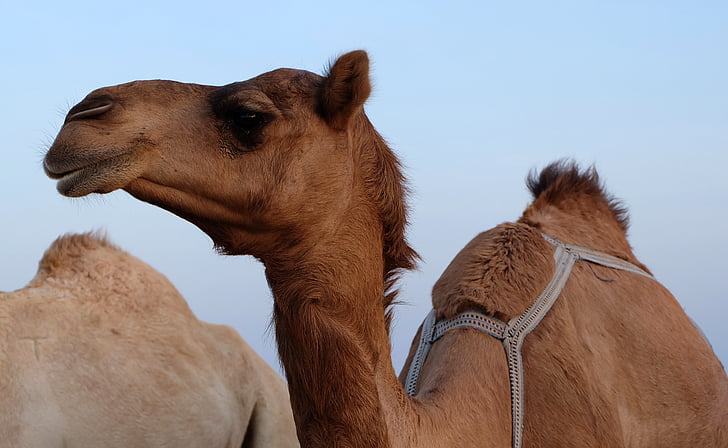 Camel, Desert, zviera, prírodné, detail, Príroda, voľne žijúcich živočíchov