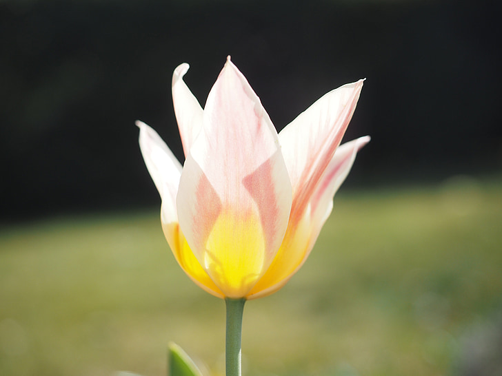 Tulipa, -de-rosa, Branco, amarelo, flor, Primavera, fechar