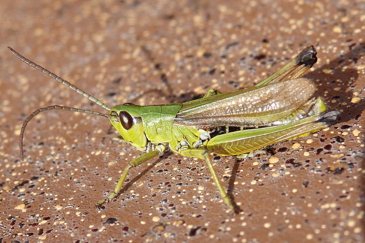 insect, grasshopper, green, macro, nature, closeup, one animal