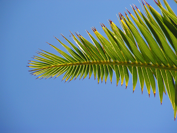 palm, sheet, sky, green, leaf