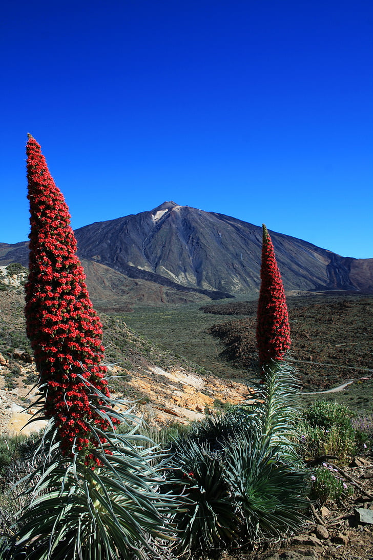 Tajinaste rojo, Teide, Tenerife, flores vermelhas, Parque Nacional de Teide, velas em forma de, flor