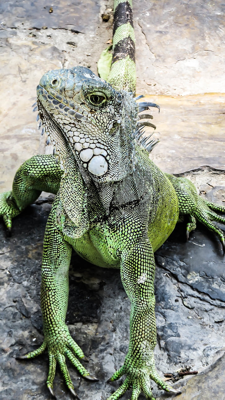 Iguana, øgle, Reptile, natur, skapning, zoologi, dyr verden