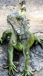 Iguana, firben, krybdyr, natur, væsen, zoologi, dyrenes verden