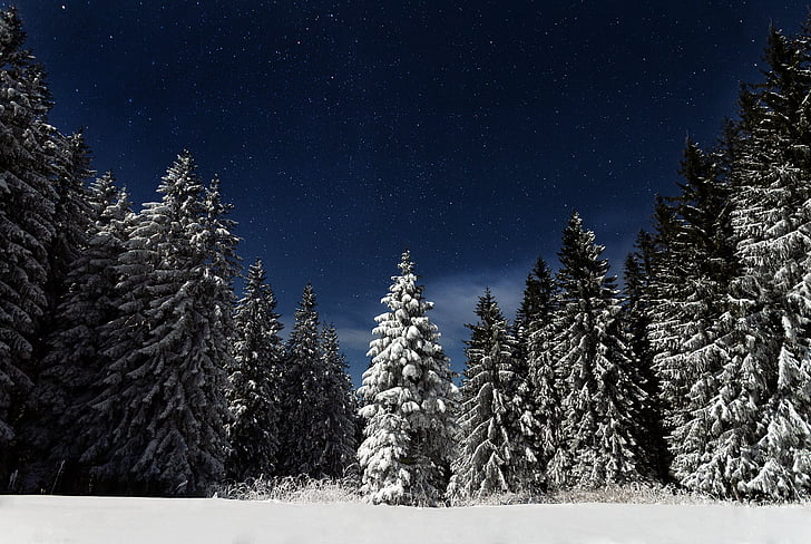 meža, daba, debesis, sniega, zvaigznes, koki, ziemas