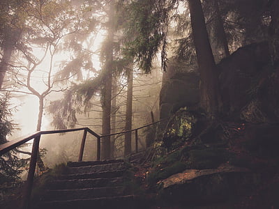 fog, forest, mist, outdoors, stairs, trees, woods