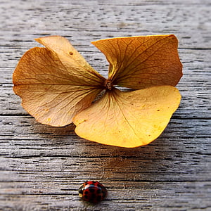 Marienkäfer, Insekt, rot mit schwarzen Punkten, getrocknete Blätter der Hortensie, in der Nähe, Glücksbringer, Holz - material